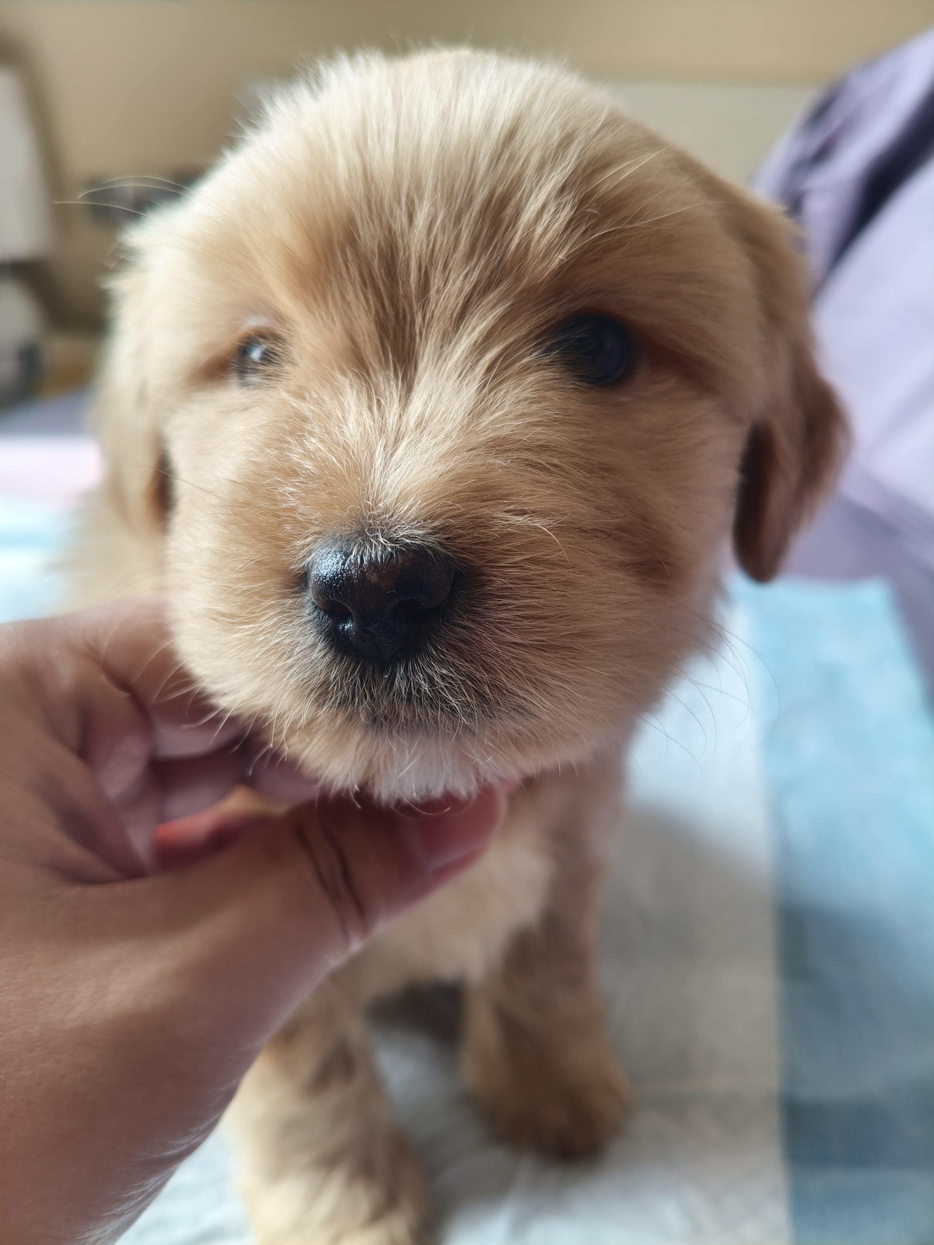 中华田园犬,小土狗,奶狗领养